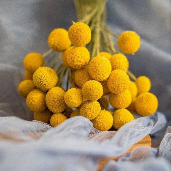 'Orbs' Flower